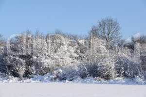 Sträucher im Winter