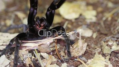 Thailand Golden Fringed tarantula (Ornithoctonus aureotibialis) to pose a threat