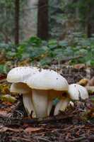 Wild, edible Gold flecked woodwax mushrooms