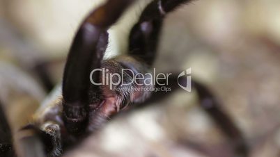 Thailand Golden Fringed tarantula (Ornithoctonus aureotibialis) to pose a threat