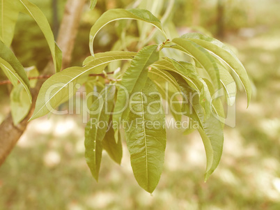 Retro looking Peach tree leaf