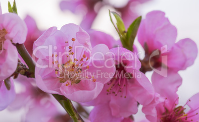 peach flowers