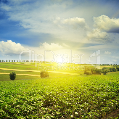 sunrise over a sunflower field