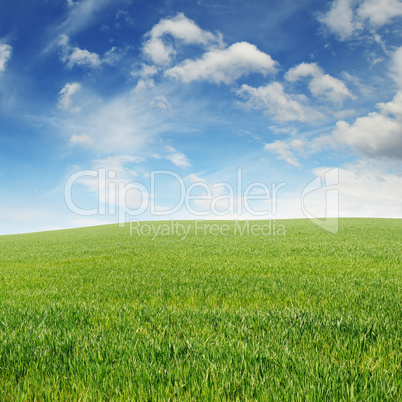 spring meadow and blue sky