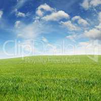 spring meadow and blue sky