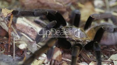 Thailand Golden Fringed tarantula (Ornithoctonus aureotibialis)