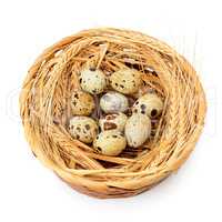 quail eggs in nest isolated on white background