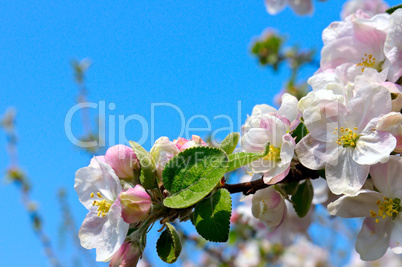 blossoming apple tree on blue sky background