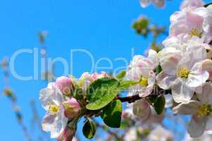blossoming apple tree on blue sky background