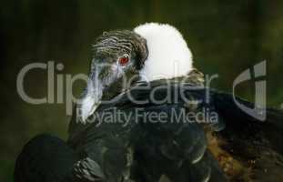 Andean Condor