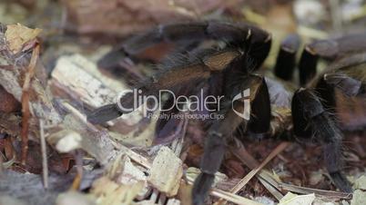Thailand Golden Fringed tarantula (Ornithoctonus aureotibialis)