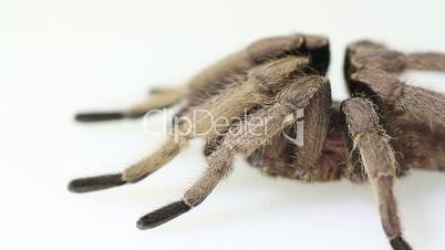 Thailand Golden Fringed tarantula male adult on white background