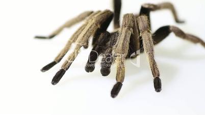 Thailand Golden Fringed tarantula (Ornithoctonus aureotibialis) male adult on white background