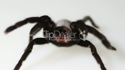 Thailand Golden Fringe tarantula (Ornithoctonus aureotibialis) on white background