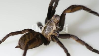 Thailand Golden Fringe tarantula (Ornithoctonus aureotibialis) on white background