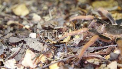 Colombian Giant Red-leg Tarantula (Megaphobema robustum)