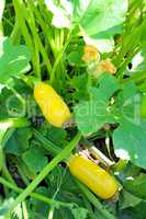 ripe yellow zucchini in the garden
