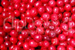 red ripe cherry
