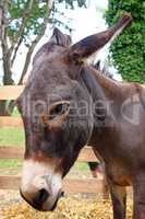 Head of a donkey