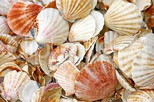 Heap of seashells