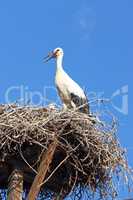 Stork in the nest