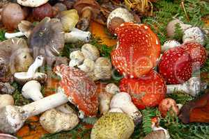 Lot off mushrooms