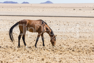 Namib-Pferd, Namib Desert Horse, Namibia,
