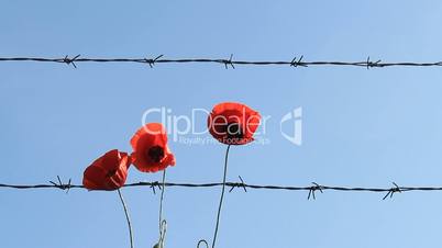 red poppies and barbed  wire