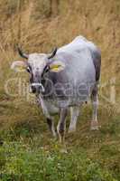 Cattle in the fields