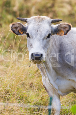 Portrait of a Cow