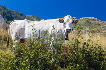 Cattle in the fields