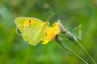 Clouded Yellow Butterfly