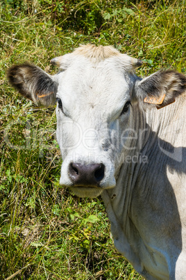 Portrait of a Cow