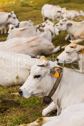 Cattle in the fields