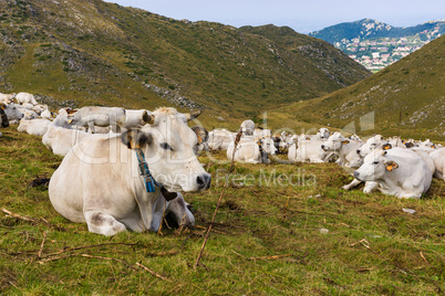 Cattle in the fields