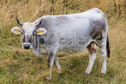 Cattle in the fields