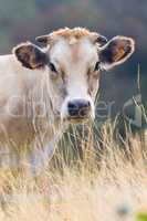 Portrait of a Cow