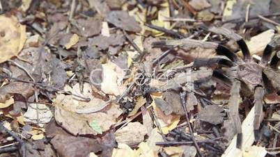 Thailand Golden Fringed tarantula (Ornithoctonus aureotibialis) male adult