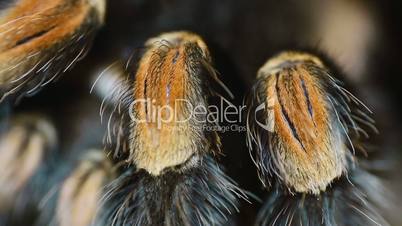 close-up leg Mexican Redknee Tarantula (Brachypelma smithi)