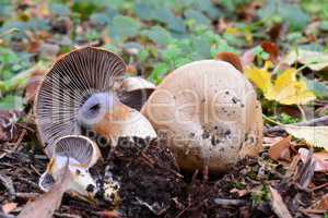 Cortinarius spilomeus mushroom