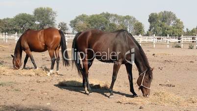 black and brown horse eating hay