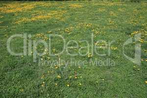 Dandelion at Spring