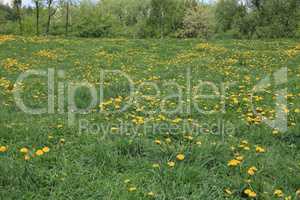 Dandelion at Spring