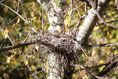 convolute nest on tree