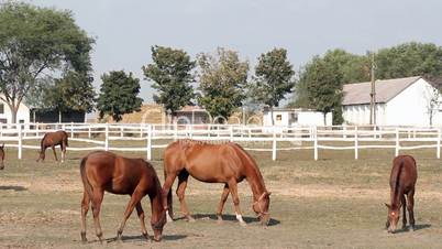 brown horse and foals