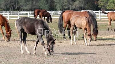 grey foal and horses