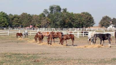 herd of horses eating hay ranch scene