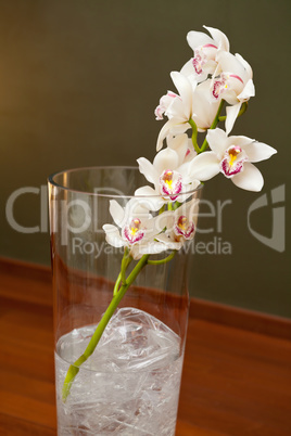 White orchid