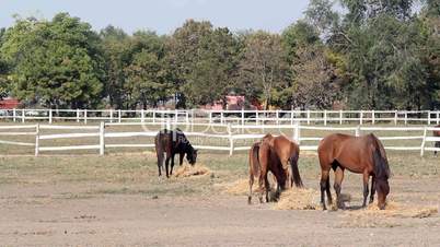 horses eating hay ranch scene