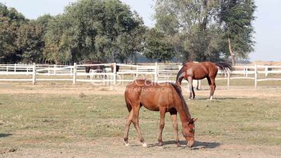 horses grazing in corral